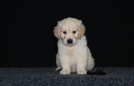 6.LUCY CUCCIOLO GOLDEN MASCHIO NERO 2419