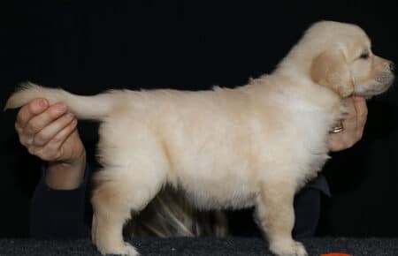 7.LUCY CUCCIOLO GOLDEN FEMMINA ARANCIONE 2428