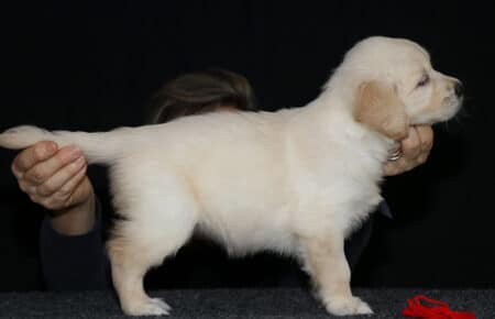 8.LUCY CUCCIOLO GOLDEN FEMMINA ROSSO 2450