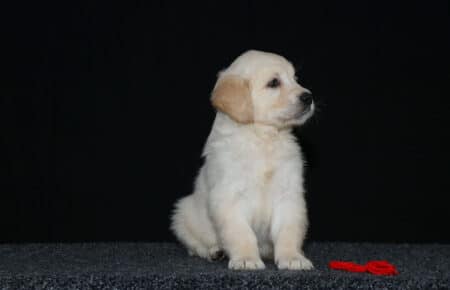 8.LUCY CUCCIOLO GOLDEN FEMMINA ROSSO 2451