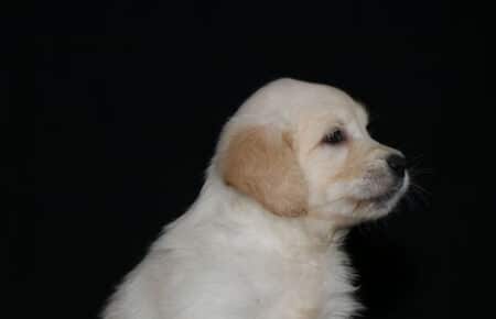 8.LUCY CUCCIOLO GOLDEN FEMMINA ROSSO 2454