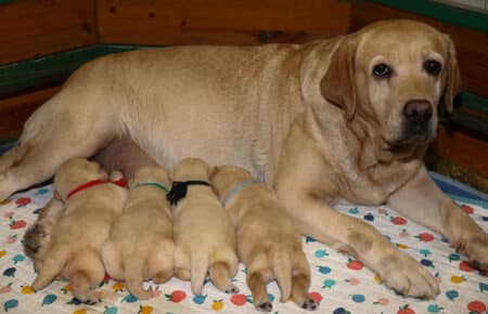 BELEN CUCCIOLI DI LABRADOR GIALLI 1118