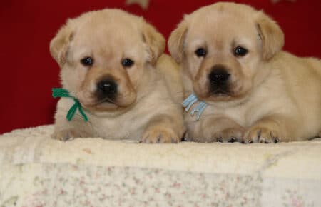 BELEN CUCCIOLI DI LABRADOR GIALLI 1483