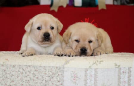 BELEN CUCCIOLI DI LABRADOR GIALLO 1484