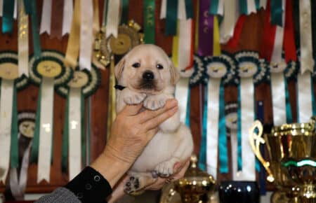 BELEN CUCCIOLI DI LABRADOR GIALLO 1507