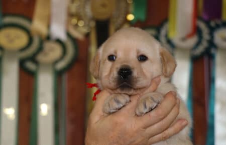 BELEN CUCCIOLI DI LABRADOR GIALLO 1525