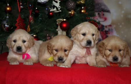 HOLLY CUCCIOLI DI GOLDEN RETRIEVER FEMMINE SAN NICOLO 2045