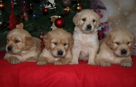 HOLLY CUCCIOLI DI GOLDEN RETRIEVER MASCHI SAN NICOLO 2074