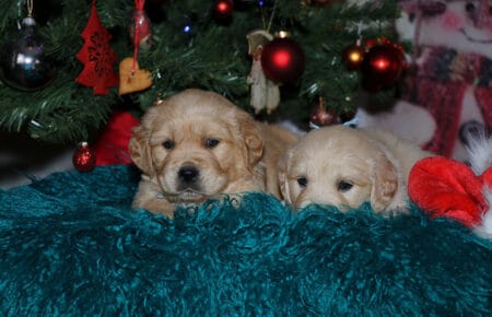 HOLLY CUCCIOLI DI GOLDEN RETRIEVER SAN NICOLO 1952