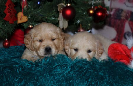 HOLLY CUCCIOLI DI GOLDEN RETRIEVER SAN NICOLO 1953
