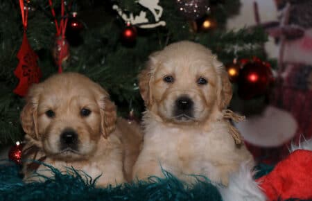 HOLLY CUCCIOLI DI GOLDEN RETRIEVER SAN NICOLO 1968