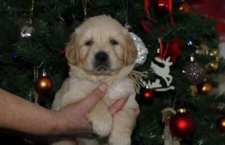 HOLLY CUCCIOLI DI GOLDEN RETRIEVER SAN NICOLO 2015