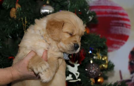 HOLLY CUCCIOLI DI GOLDEN RETRIEVER SAN NICOLO 2021