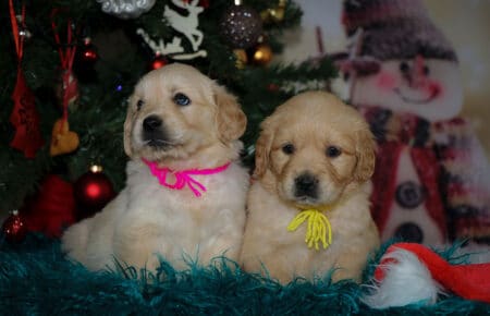 HOLLY CUCCIOLI DI GOLDEN RETRIEVER SAN NICOLO 2034