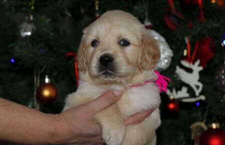 HOLLY CUCCIOLI DI GOLDEN RETRIEVER SAN NICOLO 2042