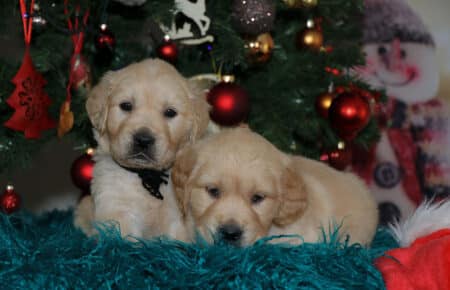 HOLLY CUCCIOLI DI GOLDEN RETRIEVER SAN NICOLO 2053
