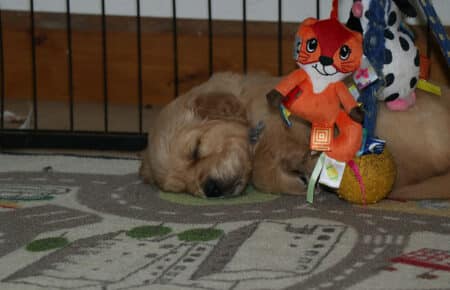 HOLLY CUCCIOLI DI GOLDEN RETRIEVER SAN NICOLO 2093