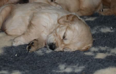 HOLLY CUCCIOLI DI GOLDEN RETRIEVER SAN NICOLO 2096
