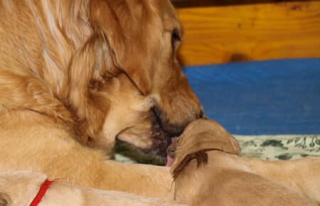 HOLLY CUCCIOLI DI GOLDEN RETRIEVER 1275