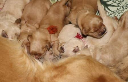 HOLLY CUCCIOLI DI GOLDEN RETRIEVER 1285
