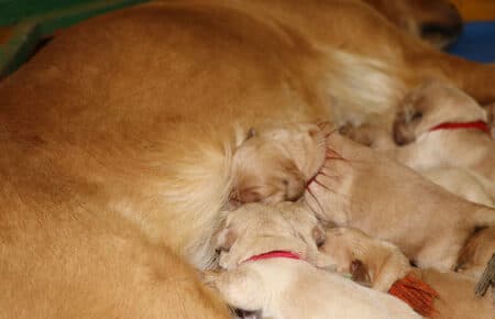 HOLLY CUCCIOLI DI GOLDEN RETRIEVER 1290