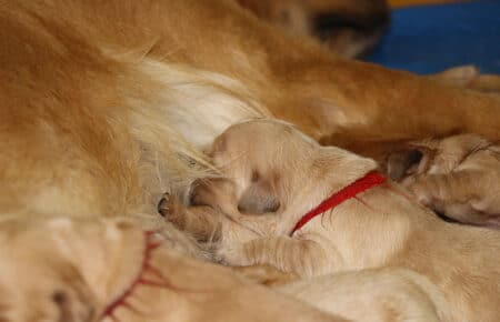 HOLLY CUCCIOLI DI GOLDEN RETRIEVER 1292