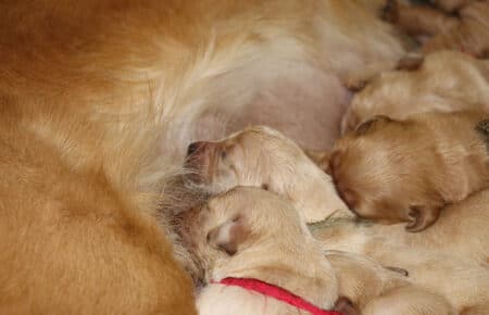 HOLLY CUCCIOLI DI GOLDEN RETRIEVER 1297