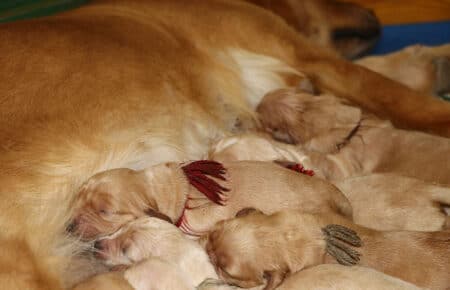 HOLLY CUCCIOLI DI GOLDEN RETRIEVER 1299