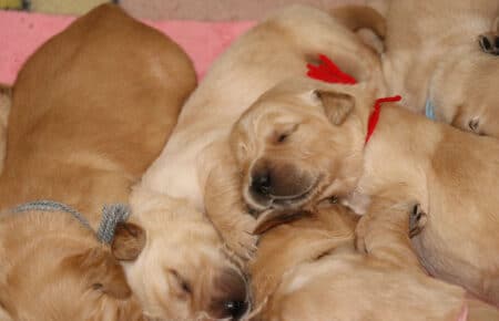 HOLLY CUCCIOLI DI GOLDEN RETRIEVER 1467