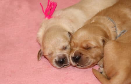 HOLLY CUCCIOLI DI GOLDEN RETRIEVER 1473