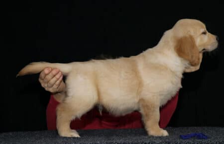 HOLLY CUCCIOLIO GOLDEN MASCHIO COLLARINO BLU 2636