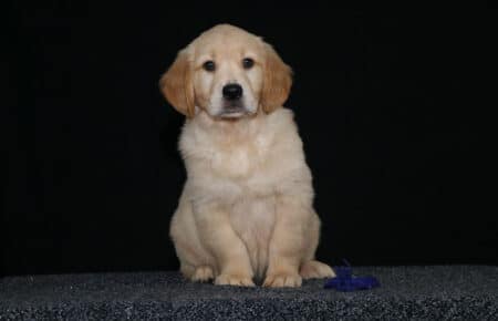 HOLLY CUCCIOLIO GOLDEN MASCHIO COLLARINO BLU 2653