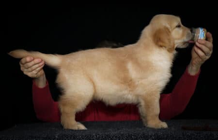 HOLLY CUCCIOLIO GOLDEN MASCHIO COLLARINO MARRONE 2671