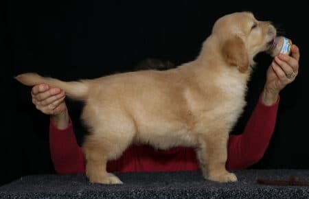HOLLY CUCCIOLIO GOLDEN MASCHIO COLLARINO MARRONE 2672