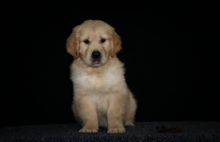 HOLLY CUCCIOLIO GOLDEN MASCHIO COLLARINO MARRONE 2685