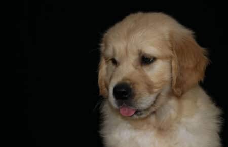 HOLLY CUCCIOLIO GOLDEN MASCHIO COLLARINO MARRONE 2686