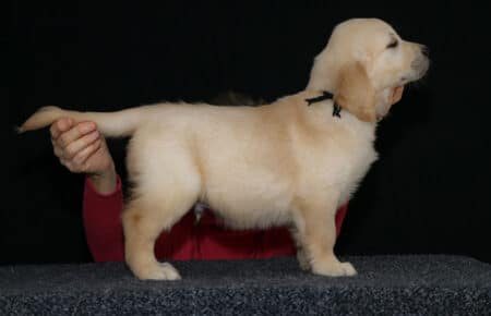 HOLLY CUCCIOLIO GOLDEN MASCHIO COLLARINO NERO 2608