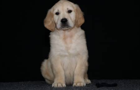 HOLLY CUCCIOLIO GOLDEN MASCHIO COLLARINO NERO 2613