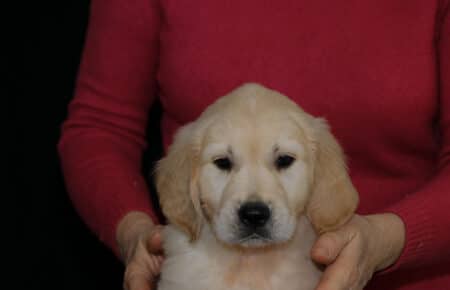 HOLLY CUCCIOLIO GOLDEN MASCHIO COLLARINO NERO 2627