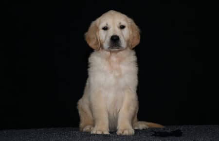 HOLLY CUCCIOLIO GOLDEN MASCHIO COLLARINO NERO 2653