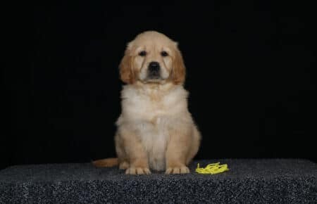 HOLLY CUCCIOLO GOLDEN FEMMINA COLLARINO GIALLO 2866