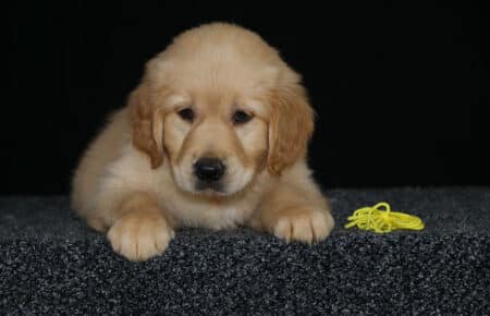 HOLLY CUCCIOLO GOLDEN FEMMINA COLLARINO GIALLO 2879
