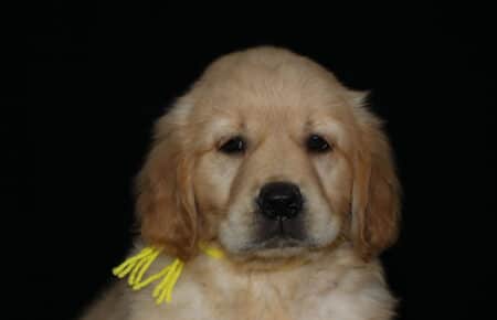HOLLY CUCCIOLO GOLDEN FEMMINA COLLARINO GIALLO 2889