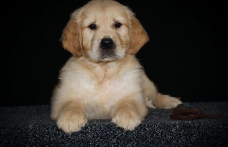 HOLLY CUCCIOLO GOLDEN MASCHIO COLLARE MARRONE 2691