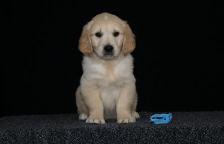 HOLLY CUCCIOLO GOLDEN MASCHIO COLLARINO AZZURRO 2787