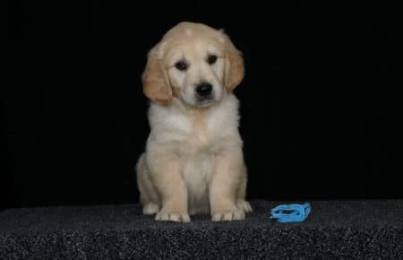 HOLLY CUCCIOLO GOLDEN MASCHIO COLLARINO AZZURRO 2789
