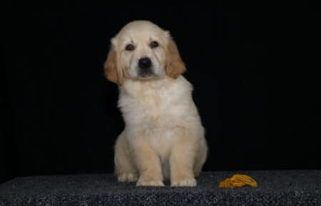 HOLLY CUCCIOLO GOLDEN MASCHIO COLLARINO BEIGE 2836