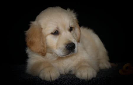 HOLLY CUCCIOLO GOLDEN MASCHIO COLLARINO BEIGE 2845