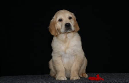 HOLLY CUCCIOLO GOLDEN MASCHIO COLLARINO ROSSO 2814