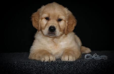 HOLLY CUCCIOLO GOLDEN RETRIEVER MASCHIO COLLARINO GRIGIO 2741